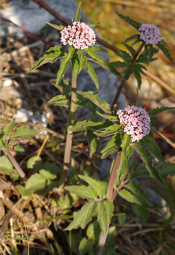 Valeriana tripteris / Valeriana trifogliata